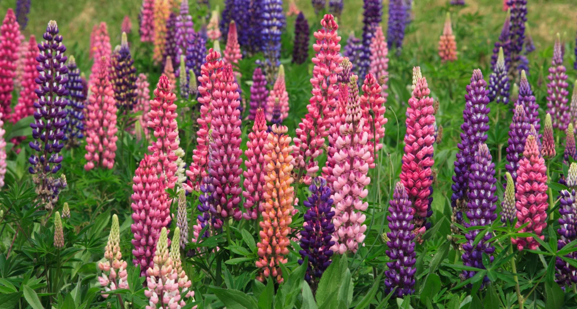 Lupiner