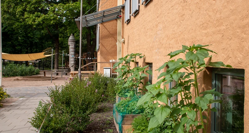 Klara förskola odling