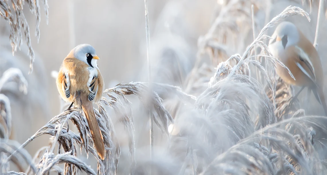 Foto ur fotoutställningen Ung blick på naturen.