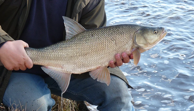 En person håller i en fisk