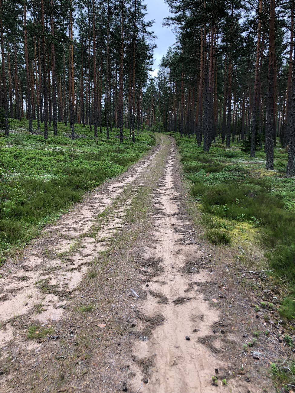 Skogsväg