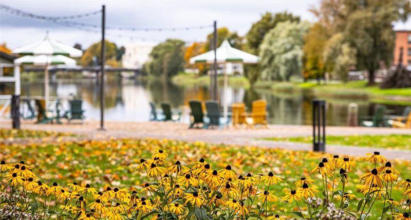 Gula blommor vid Residensparken