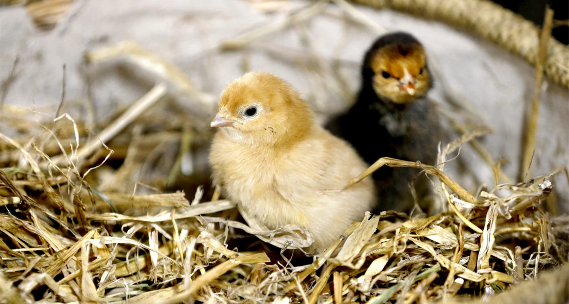 Nykläckta kycklingar