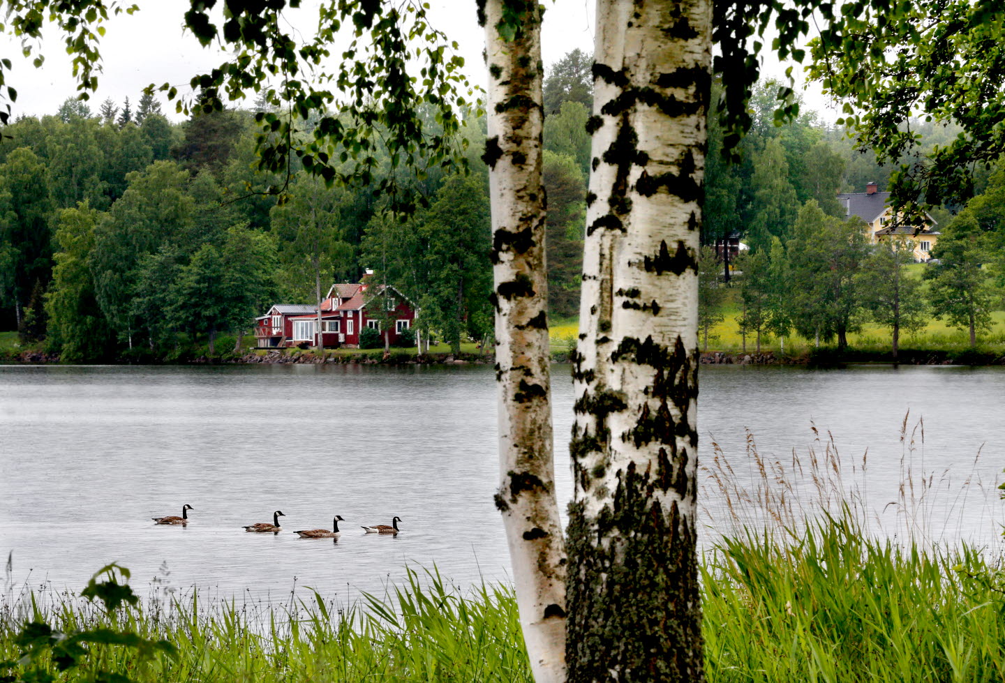Fyra änder som simmar i en sjö. Bortom sjön syns ett hus bland träden. I förgrunden står ett björkträd.