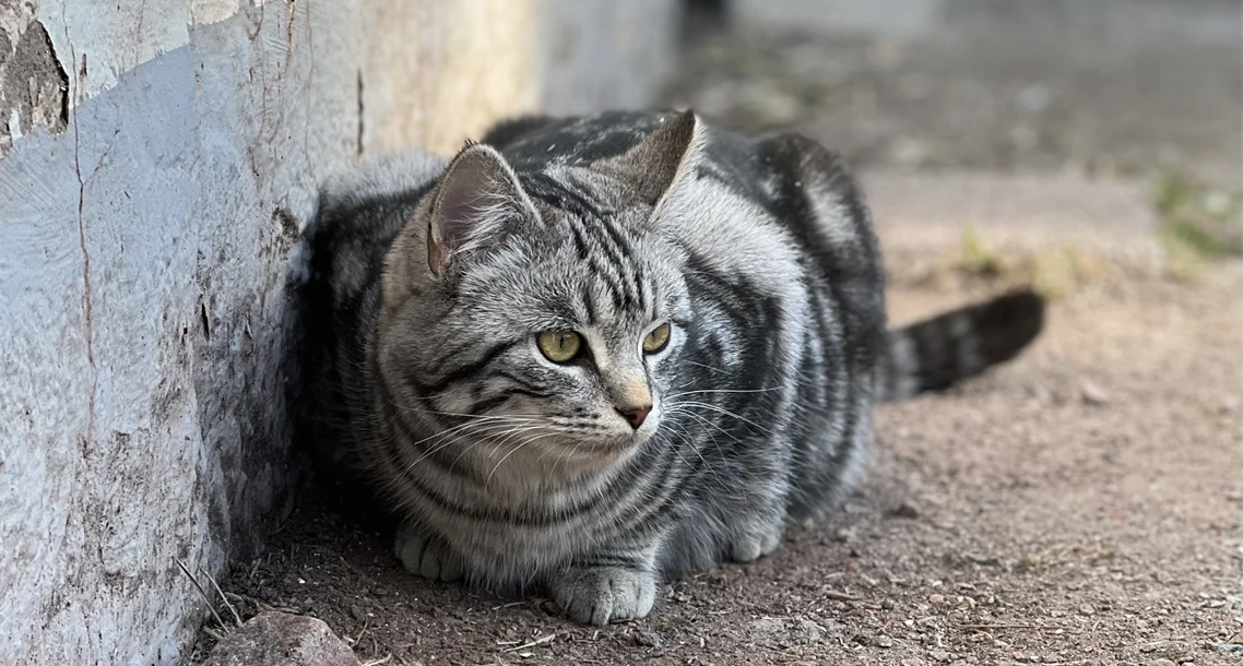 Katten Ebba i Lillskogen