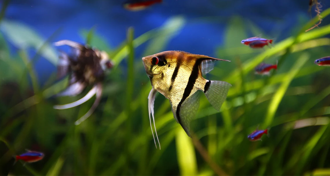 Akvariefiskar i Lillskogen 