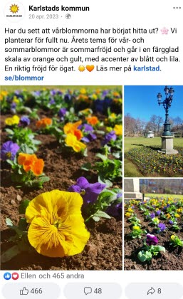Skärmdump från Karlstads kommuns Facebook-flöde: Penséer i olika färger