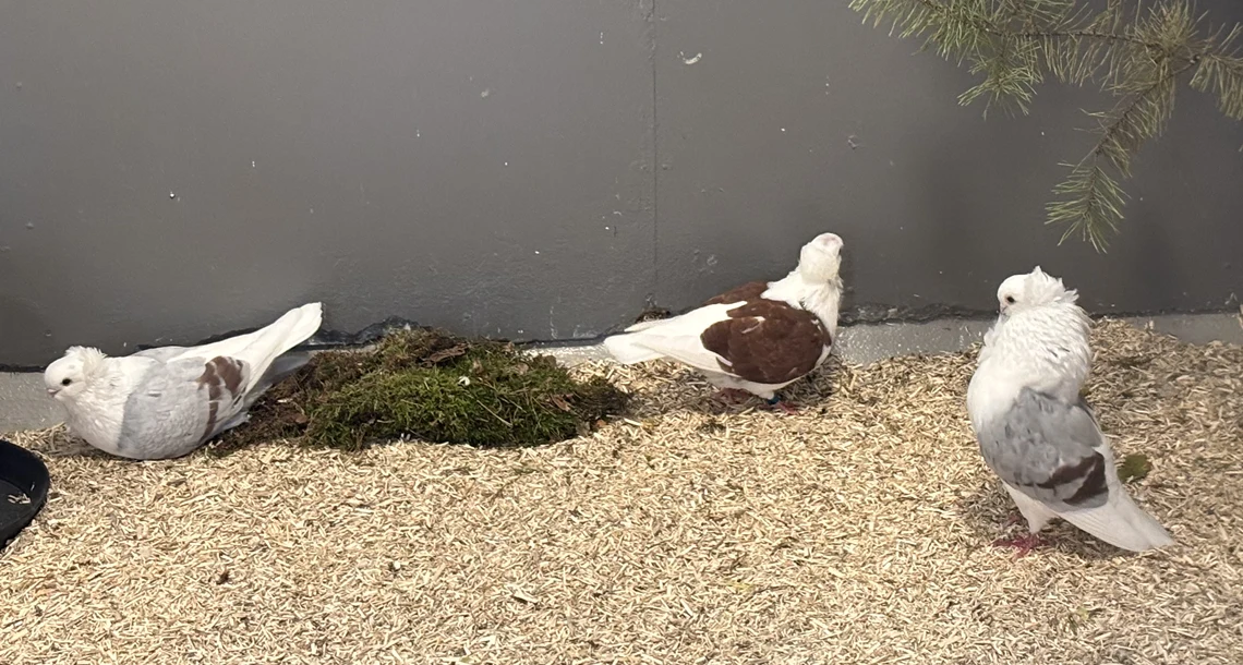 Tre kråsduvor i Lillskogen, Mariebergsskogen