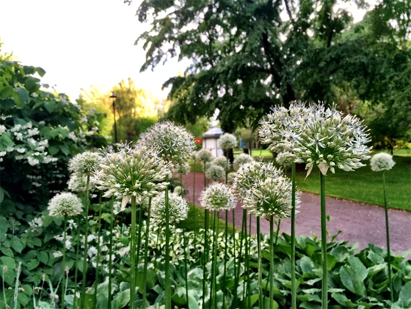 Stadsparken i Karlstad, juni 2015.