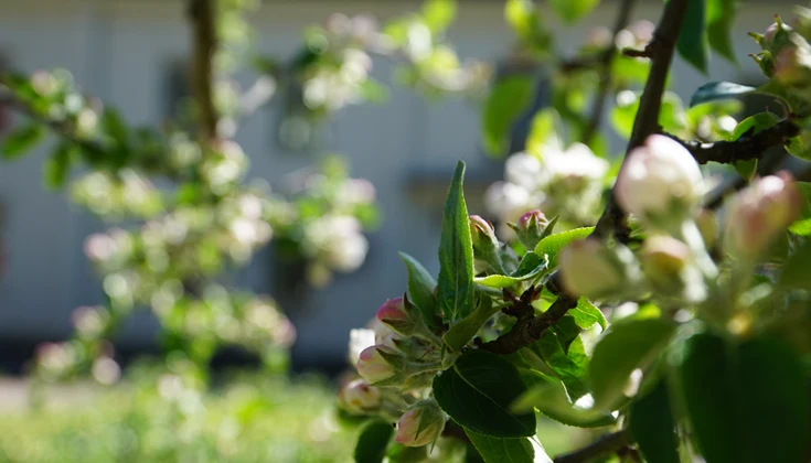 Äppleträd på Alsters herrgård