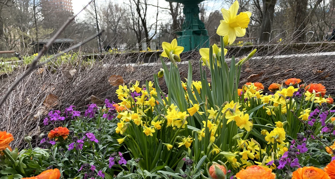 Vår- och påskblommor i stadsträdgården