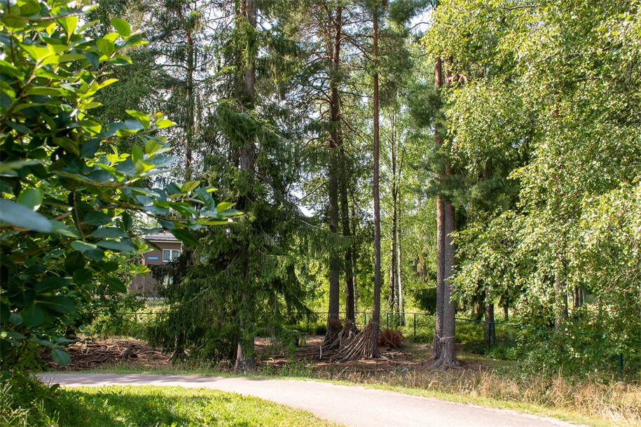 Klasmossens förskola skog