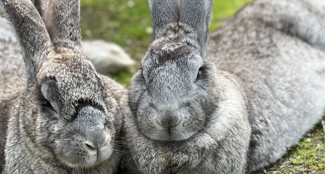 Två kaniner av rasen Belgisk jätte