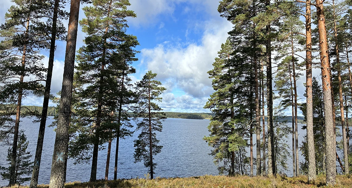 En naturvy med tallar i förgrund och vatten i bakgrund.