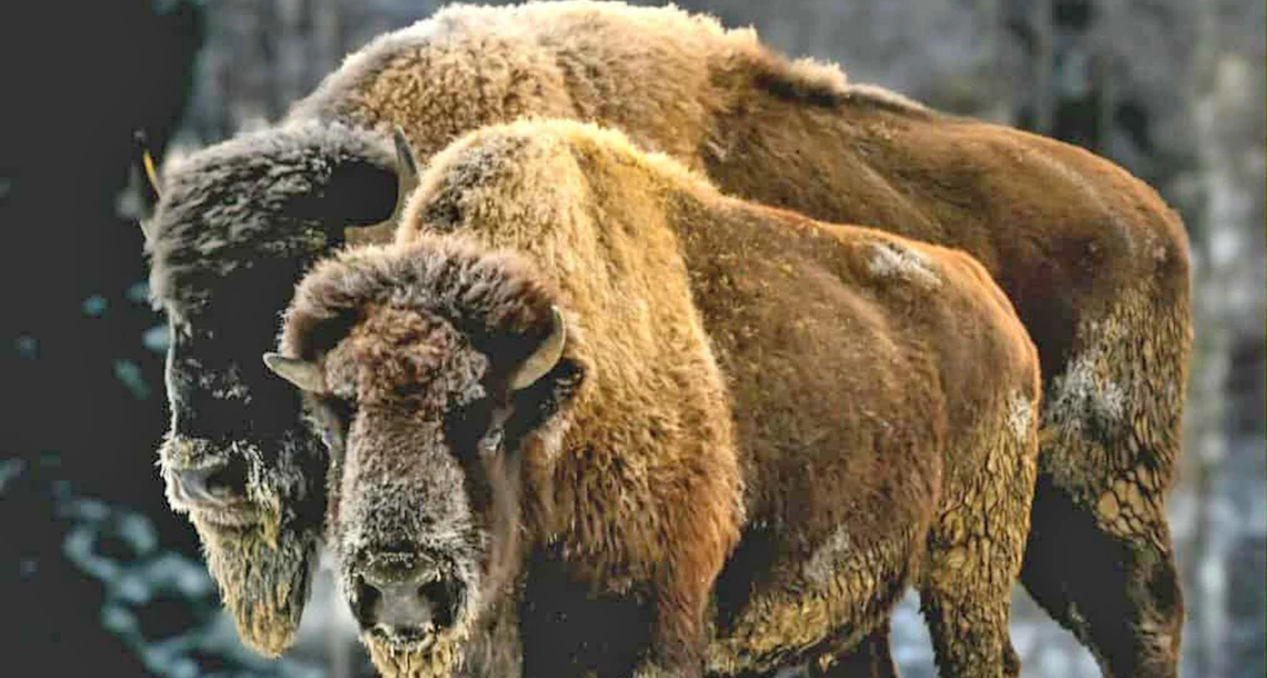 Två stora bruna bisonoxar