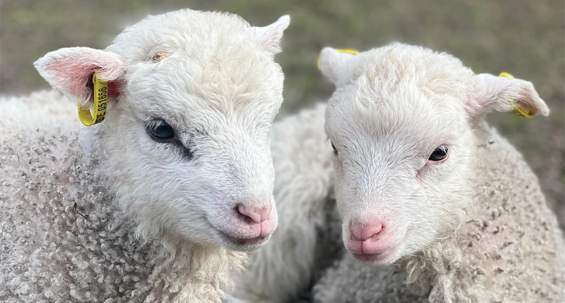 Två vita lamm av rasen Tabacktorpsfår.