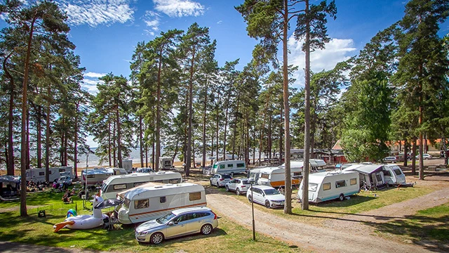 Husbilar och husvagnar står uppställda bland höga tallar