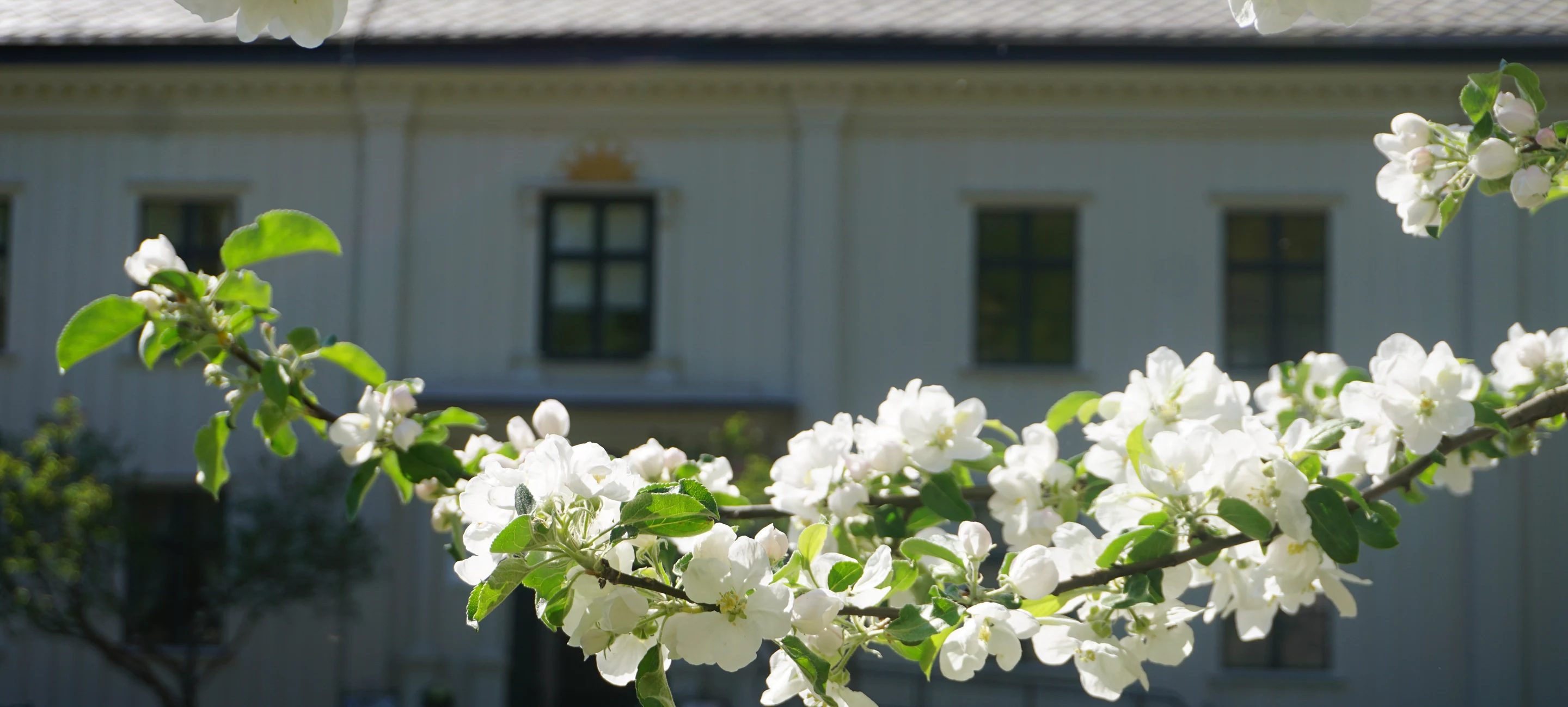Blommande äppelträdgren framför Alsters herrgårds huvudbyggnad