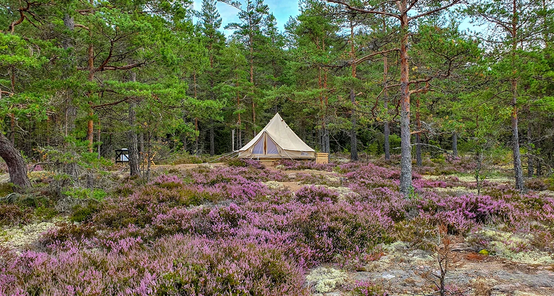 Ett stort tält i skogen med ljung i förgrund