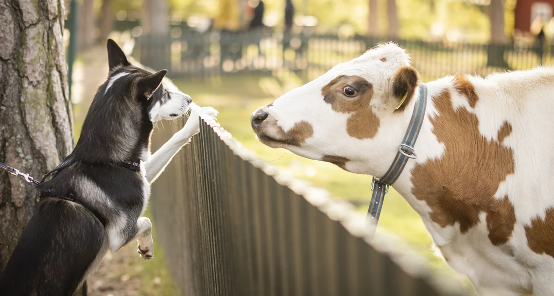 Hund möter en ko över ett staket.  