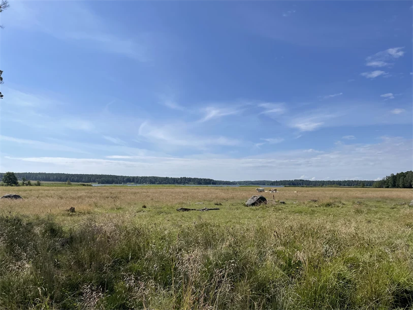 Grönyta med kossor i bakgrunden. 