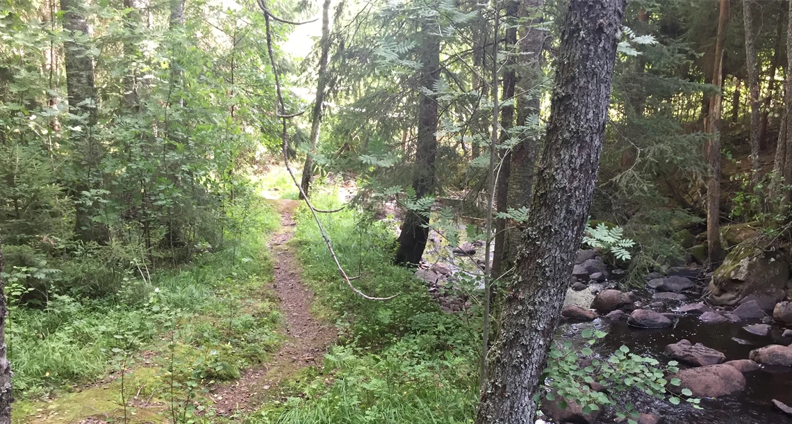 Stig i skogen längs en bäck