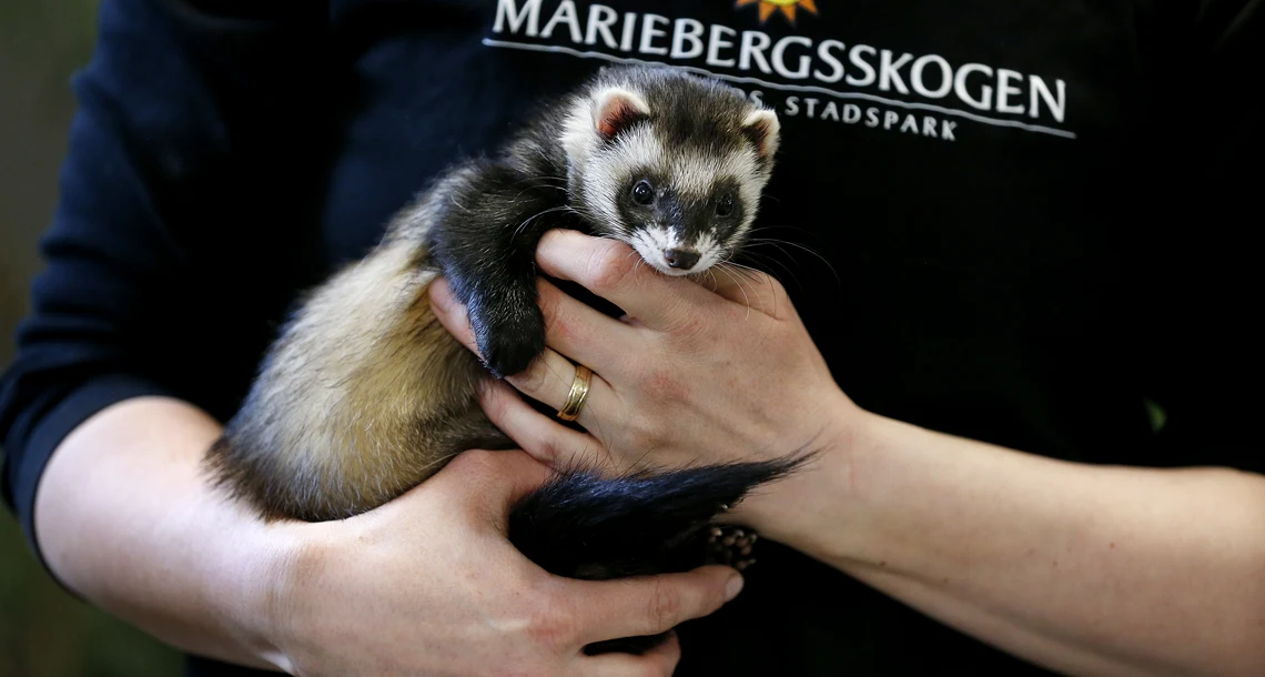 En person håller en frett i famnen 