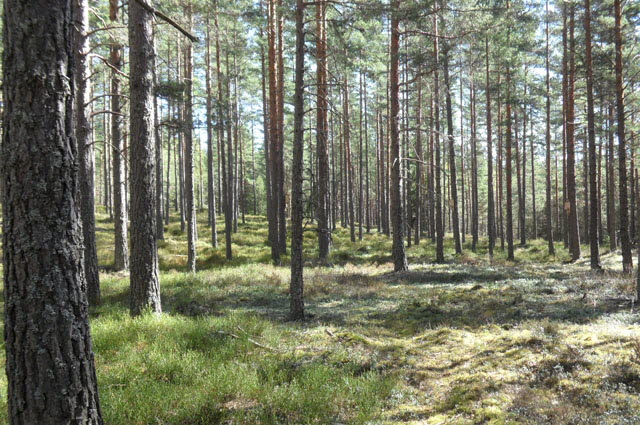Hedtallskog i Högemons naturreservat