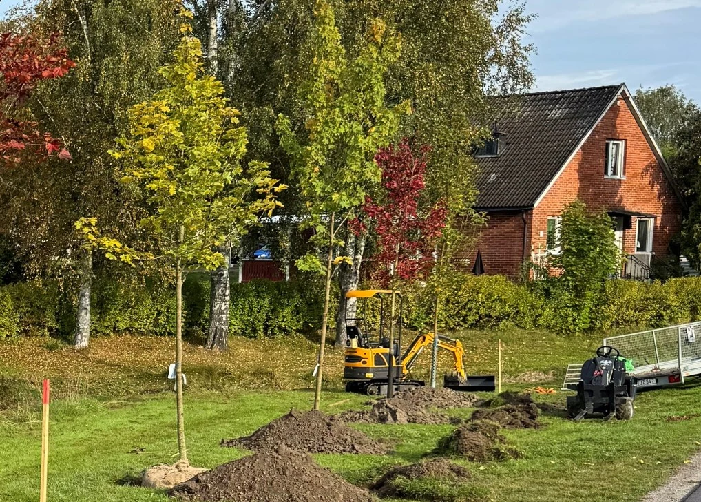 Gräsyta där trädplanteras.