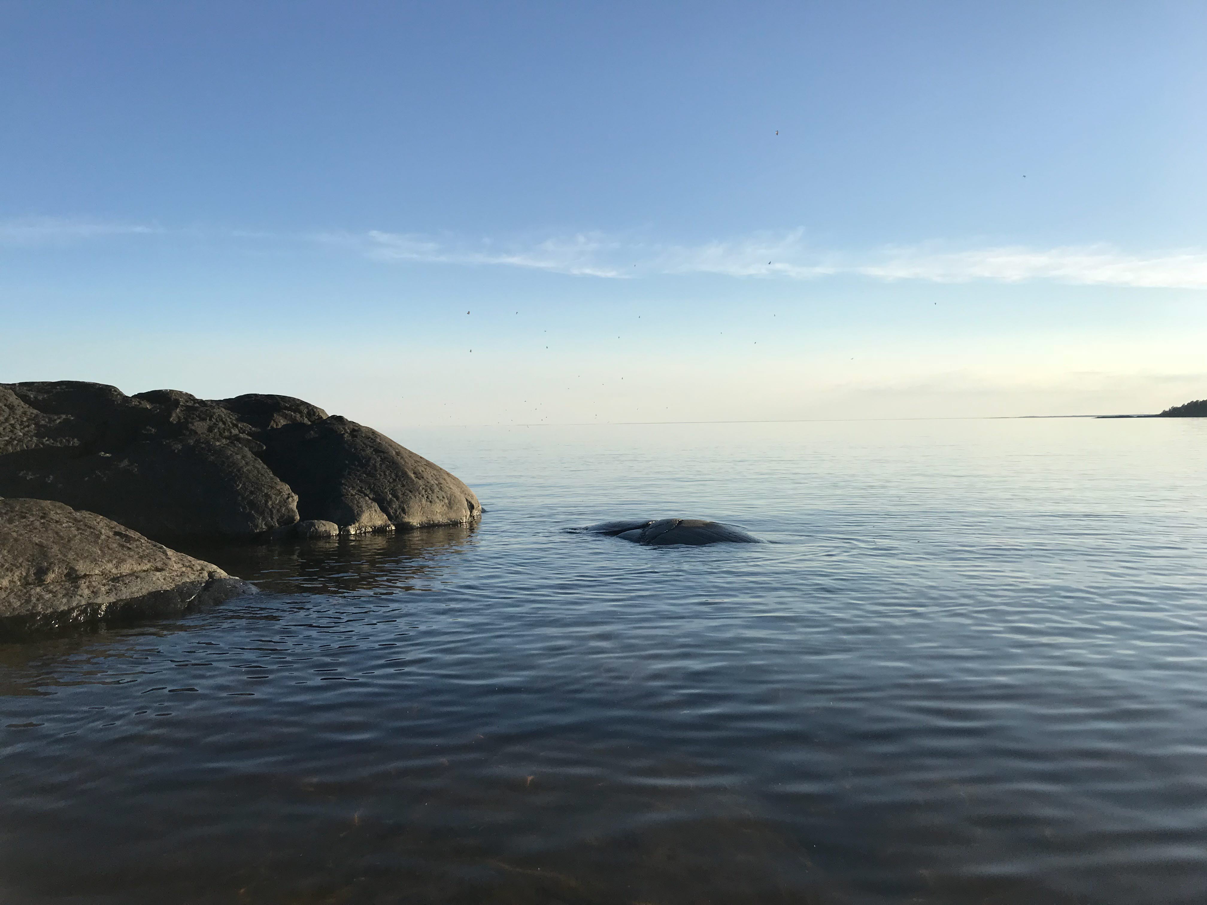 Klippa i en lugn sjö