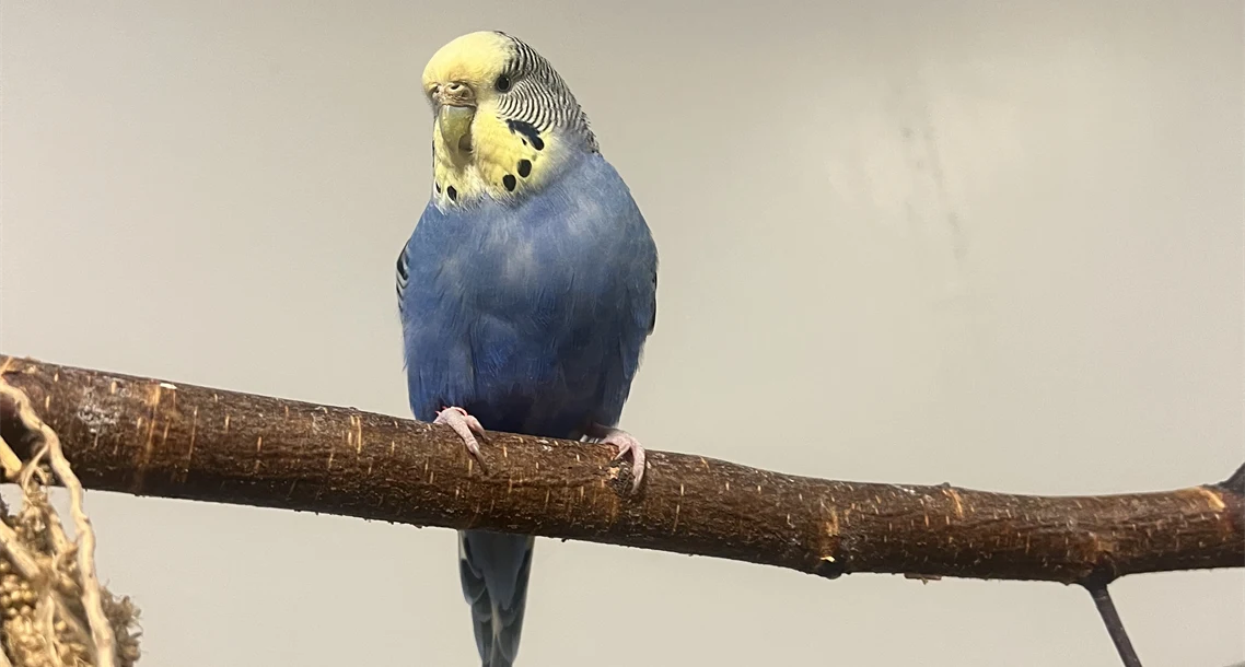 Undulat i Lillskogen