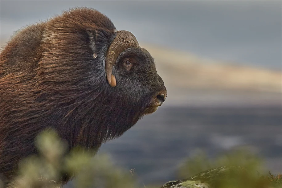 stadssiluett grafisk