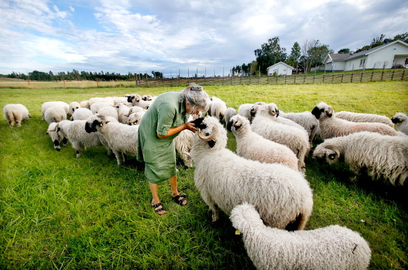 Kvinna omgiven av får