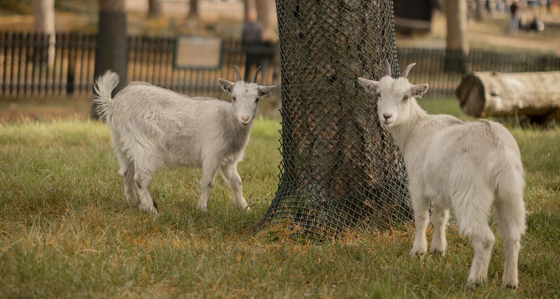 Två vita getter i en hage. 