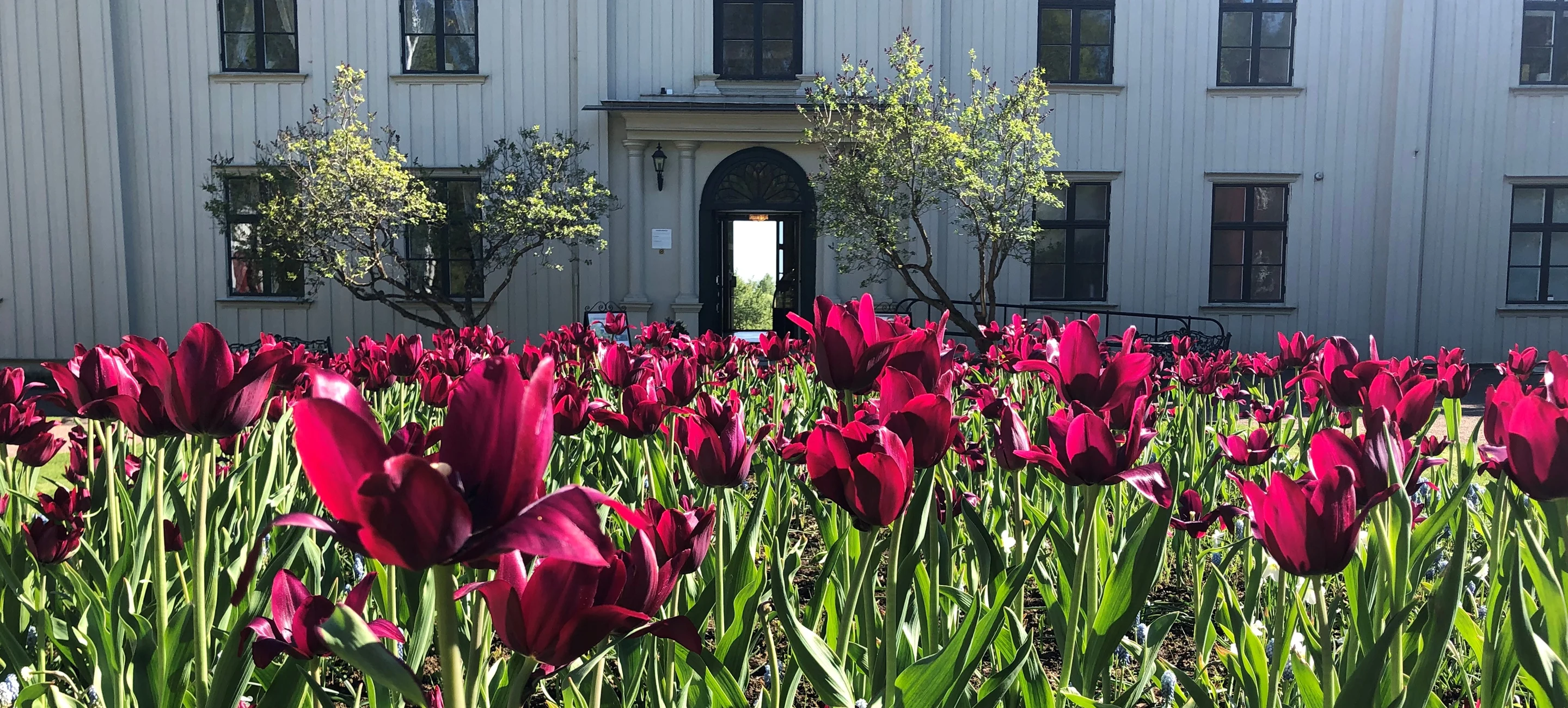 Vårtulpaner framför Alsters herrgårds vita huvudbyggnad