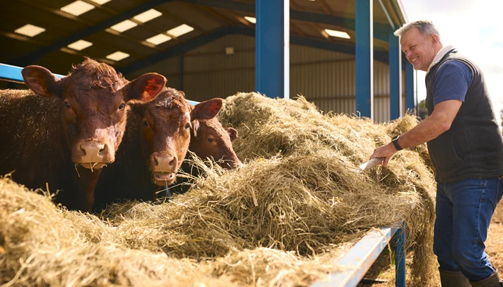 En person matar tre kor med hö