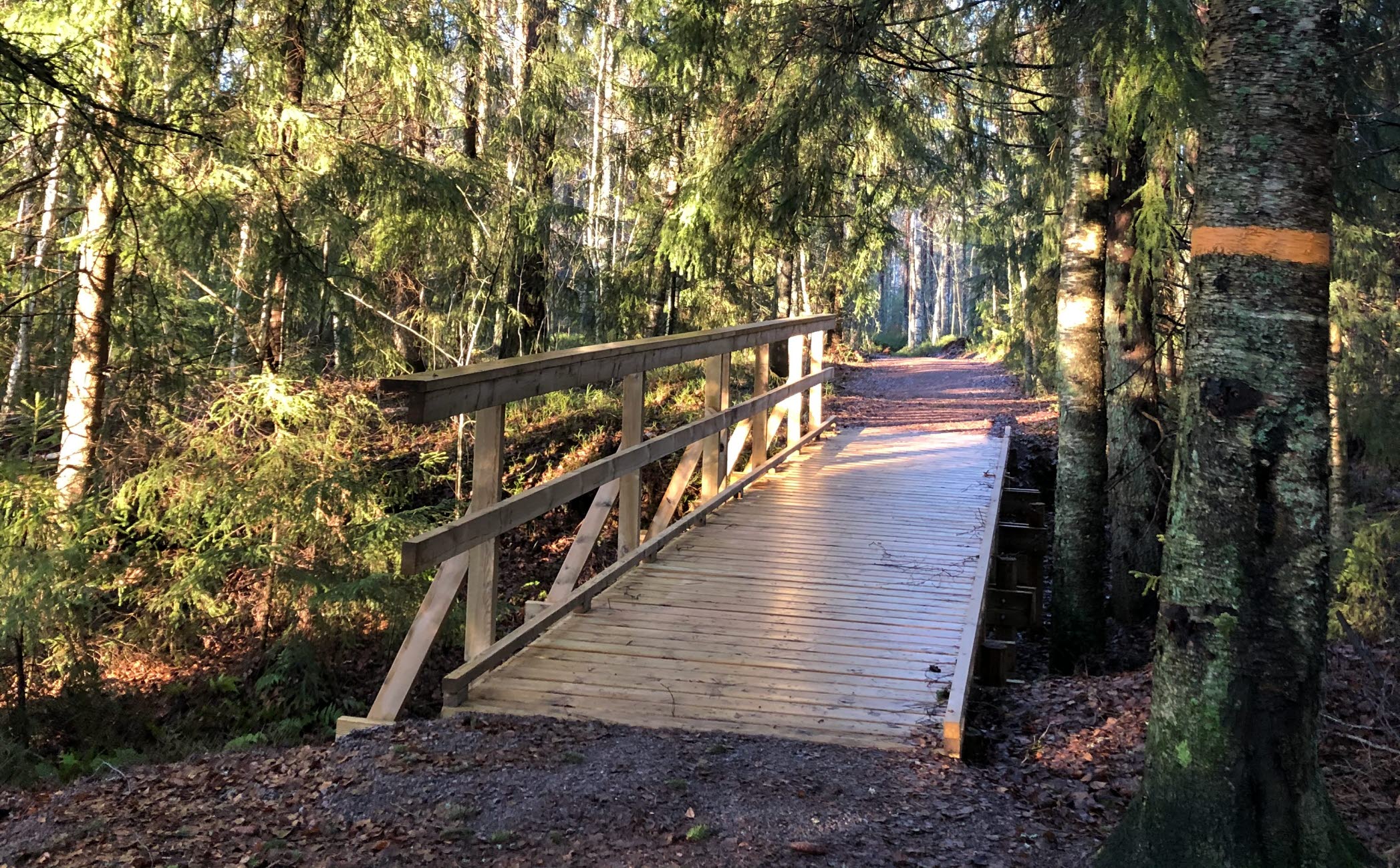 Tillgänglighetsanpassad träbro över en bäck i skogen