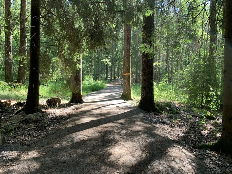 Vandringsled med stora gröna träd intill