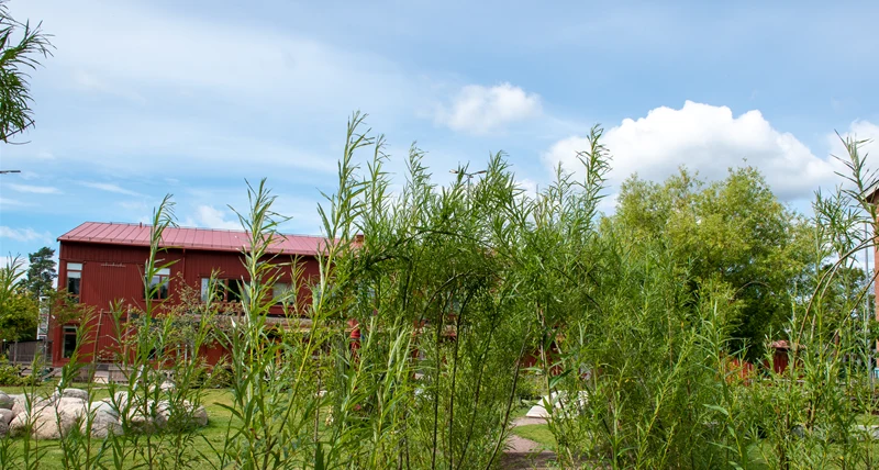Rudsängens förskola buskage