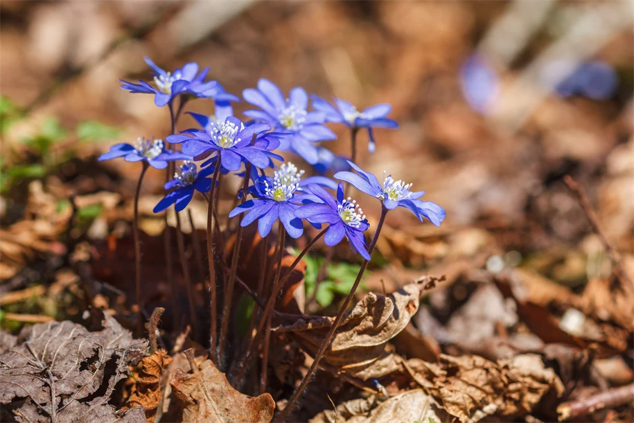 stadssiluett grafisk