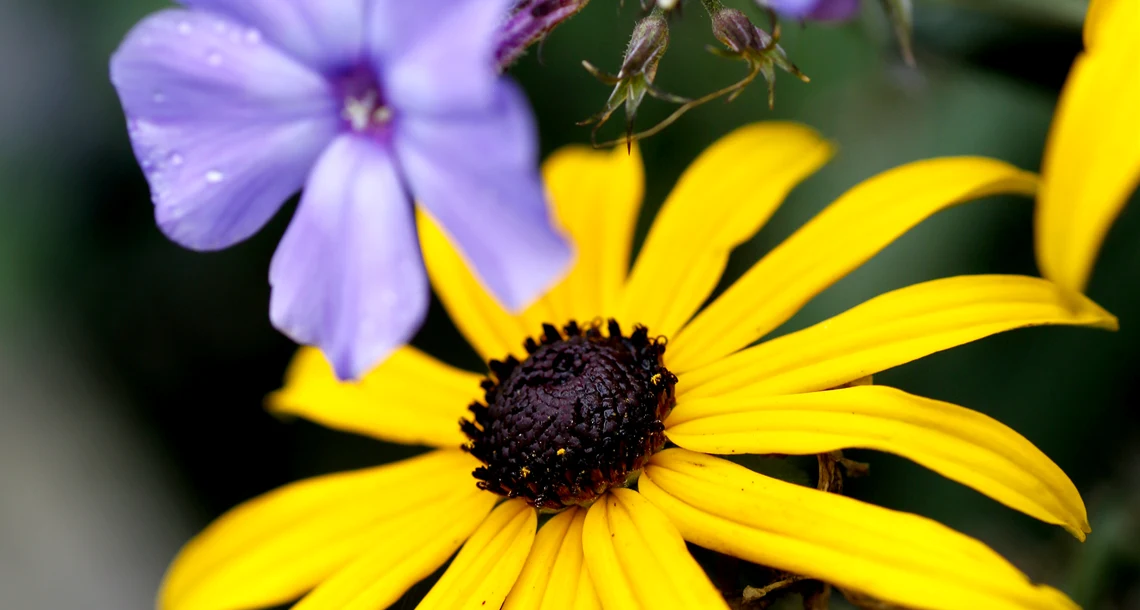 Närbild pp två blommor. En med gula kronblad och mörkbrun mitt, och en mindre blå-lila blomma. 
