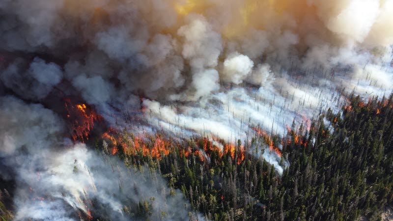 Bild på brinnande skog.