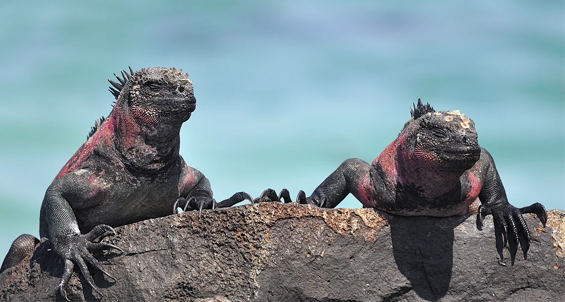 Galapagos