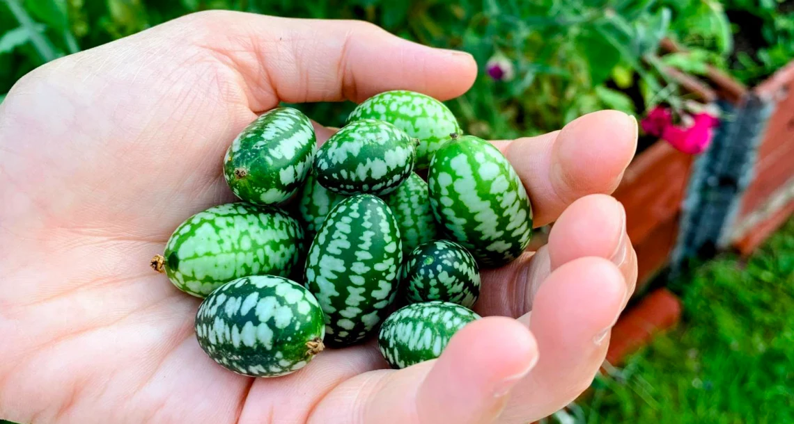 En hand full med stora, gröna fröer