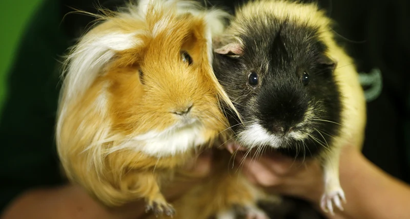 Marsvin i Lillskogen 