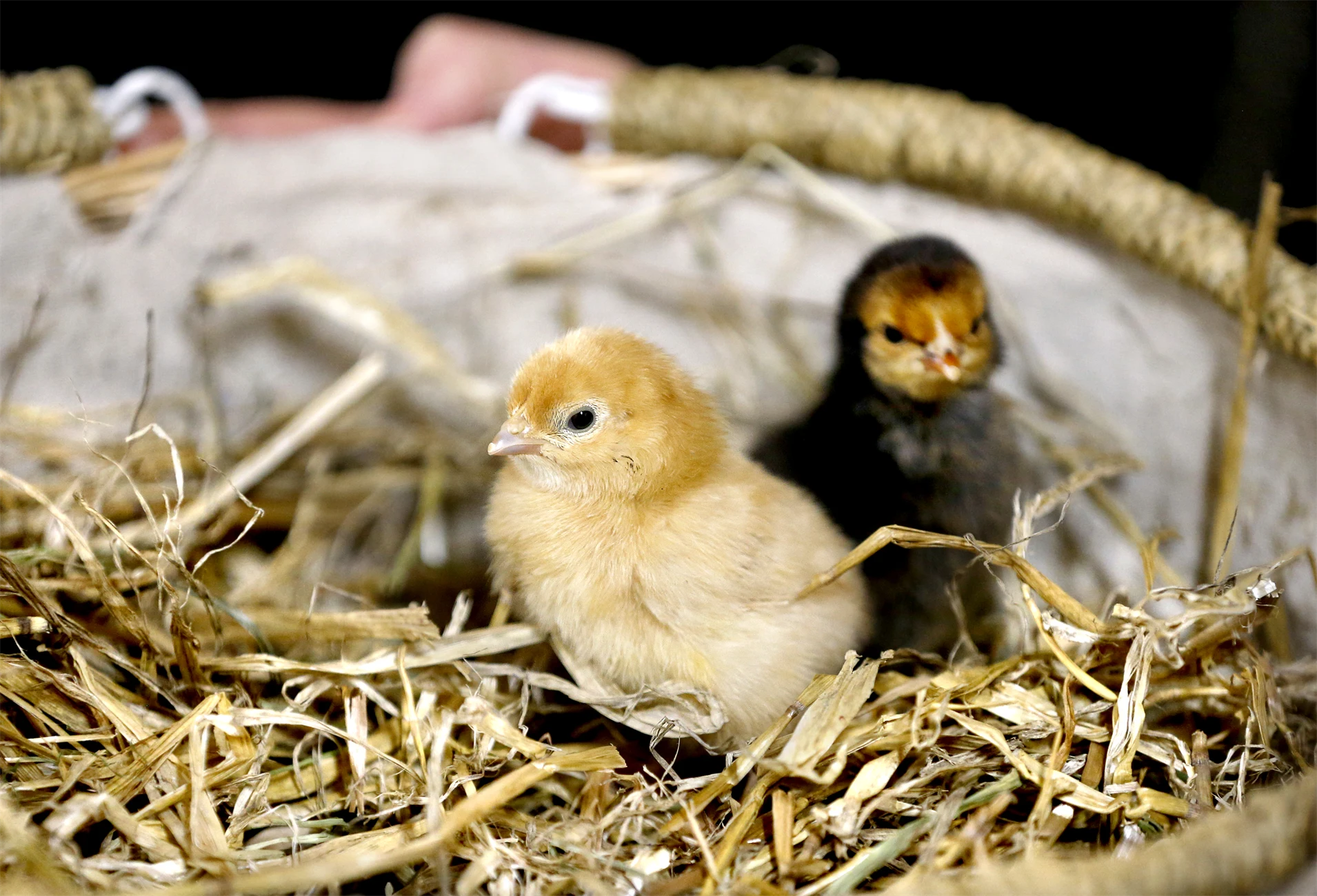 Kycklingar i Lillskogen. 
