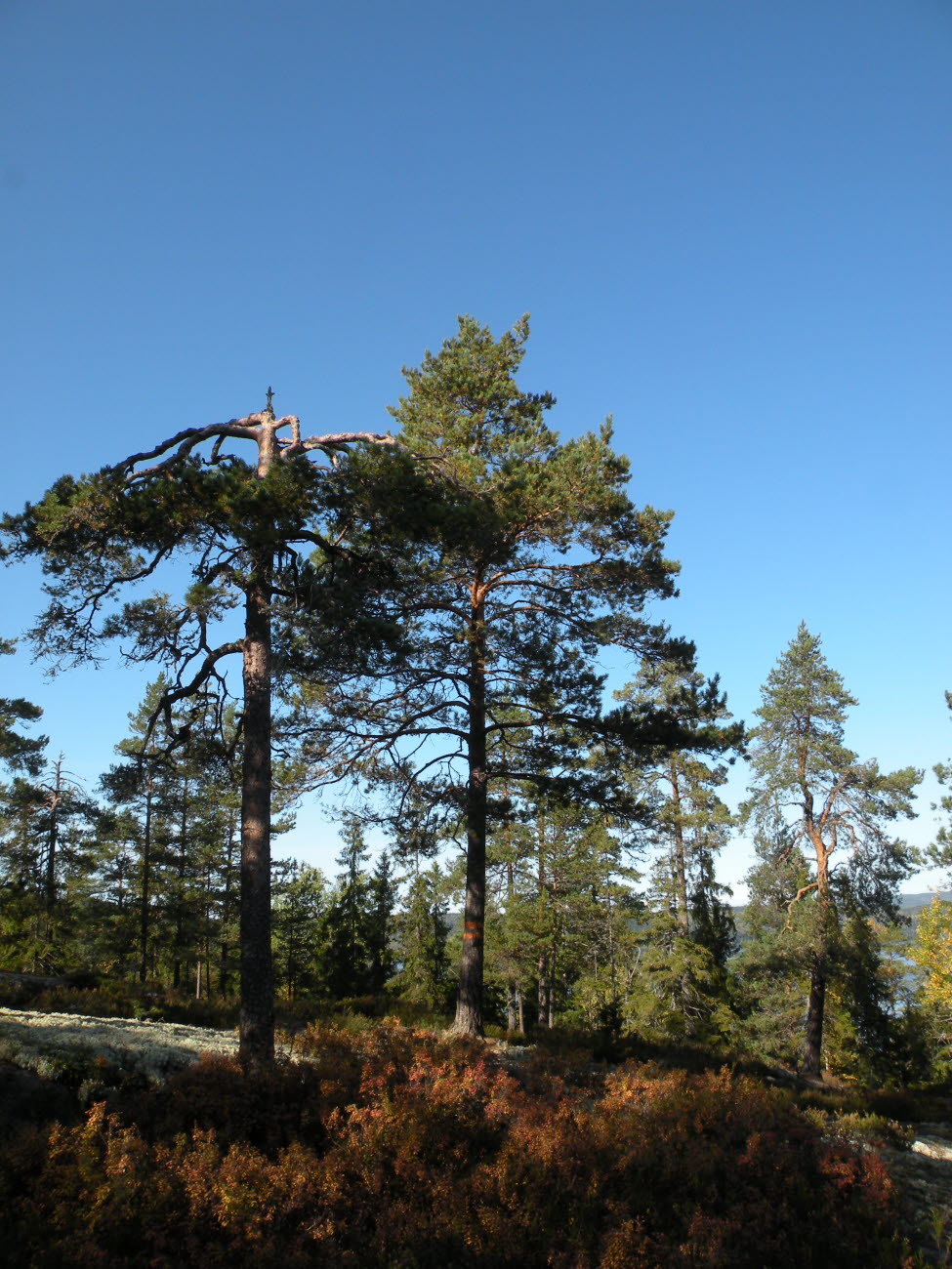 Utsikt från Torrakberget