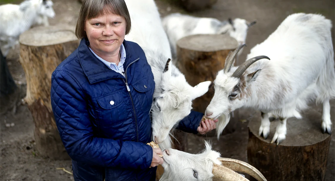 Museibonde i Lillskogen med getter