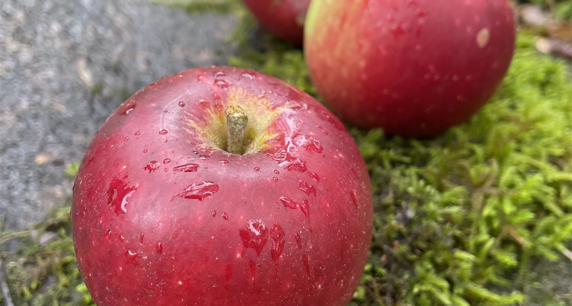 Äpplen - Ingrid Marie 