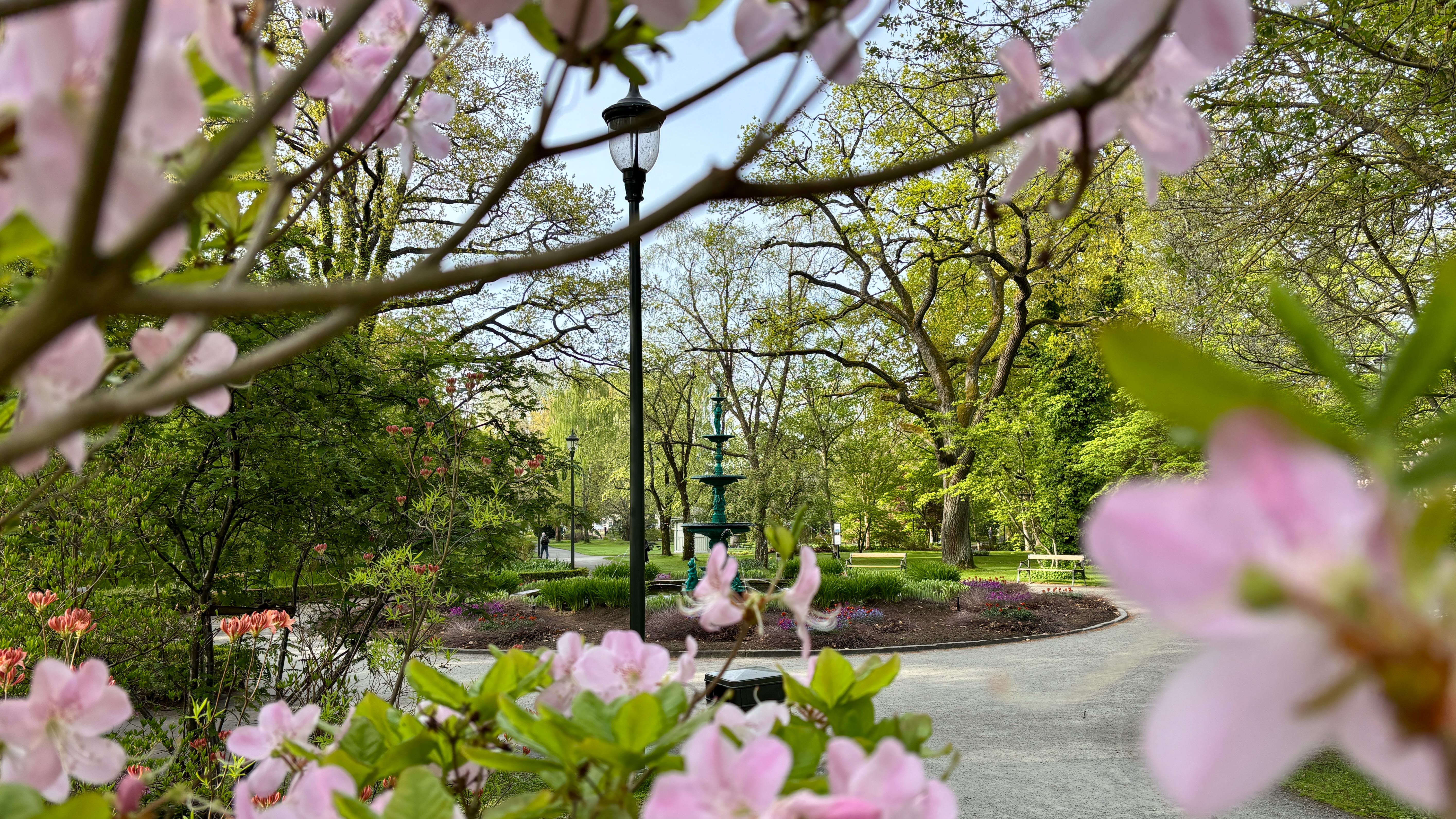 Blommor och fontän i Stadsträdgården